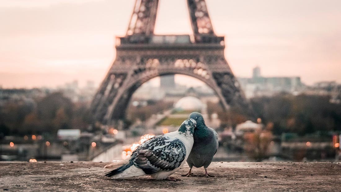 Turtelduer foran Eiffeltårnet i Paris